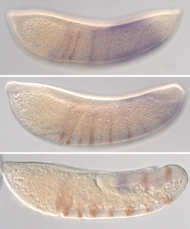  In the mosquito Anopheles stephensi, expression of segment marker gene Engrailed (brown) is activated in a wake of a wave of opa (purple) expression, which times segment specification during Drosophila development.