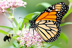 Picture Monarch 
