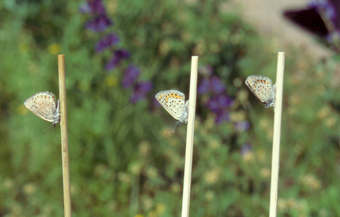 Fig. 2.) Decoy females glued to sticks in order to observe male behavior in mating pattern preference.