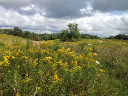Picturefield of goldenrod, asters and Queens Anne’s Lace