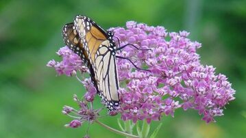 Picture of Monarch on flowers