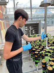 rhizobia manipulation in a greenhouse