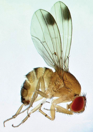 Picture, Spotted wing Drosophila