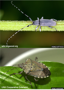 Fig. 3 Adult soybean stem borer (top) and adult brown marmorated stink bug (bottom).
