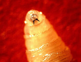 Figure 1. Screwworm larva (USDA - APHIS)