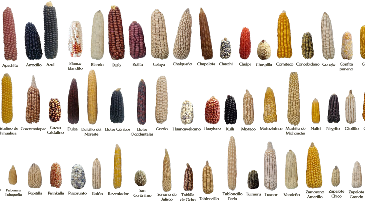 corn varieties