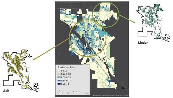 Figure 1: Map of urban tree density in Pocatello, Idaho. Reflecting historical planting preferences, ash trees are more populous in older areas of the city compared to linden, which dominates newer developments. 