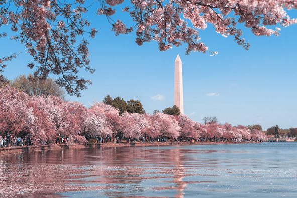 Peak bloom at the National Cherry Blossom Festival in Washington, DC. Photo by Andy He. 