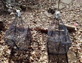 Figure 3. Emergence traps used to collect overwintering insects in spring. Photo: Max Ferlauto