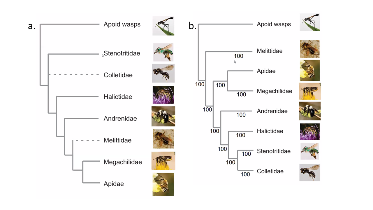 Figure 2. Phylogenetic relationships between seven families of bees based on (a) morphology (Alexander & Michener, 1995) and (b) molecular data (Branstetter et al 2017).