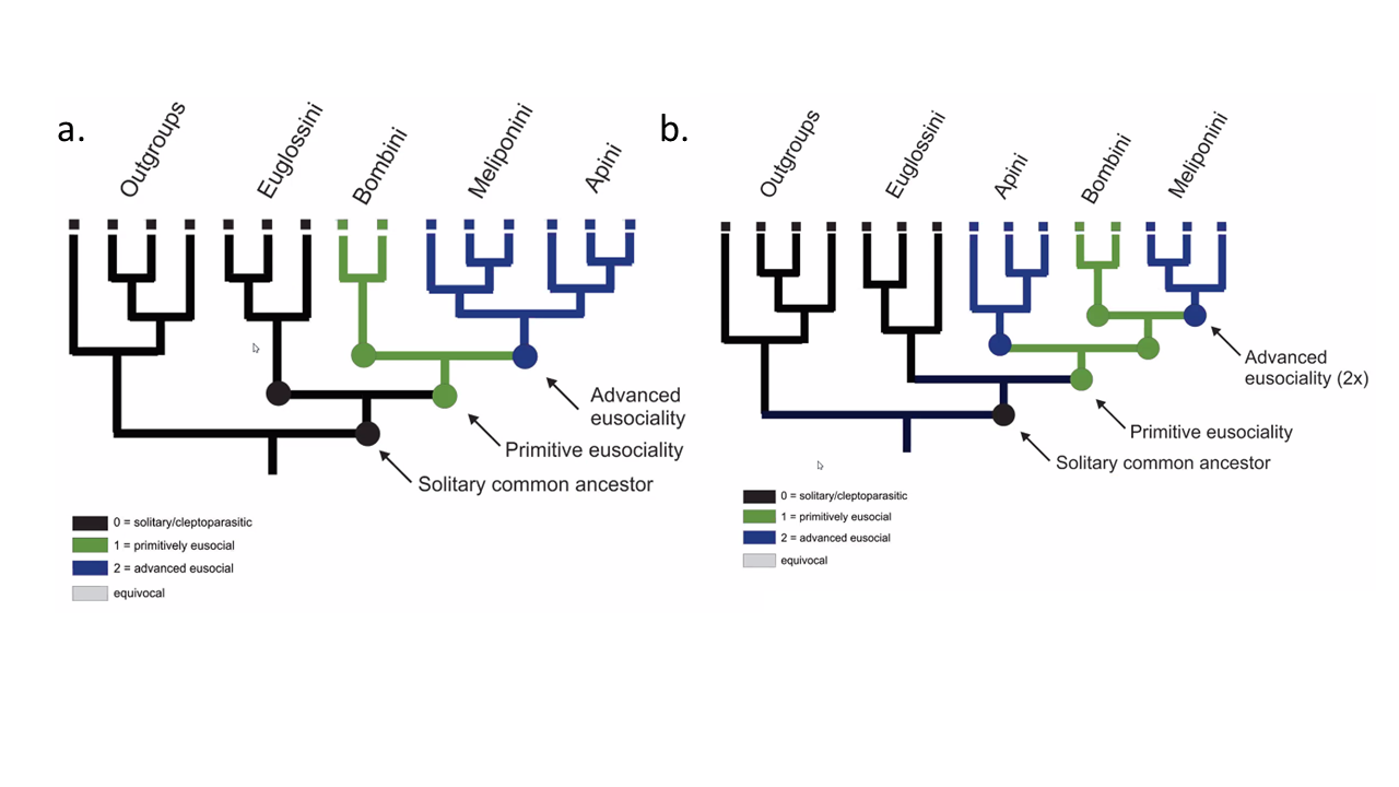 Figure 3. The evolution of eusociality in Apidae bees was originally represented by a simple tree (a) but recently Dr. Danforth and colleagues suggested a new tree (b) that shows advanced sociality evolving two separate times (Bossert 2017).