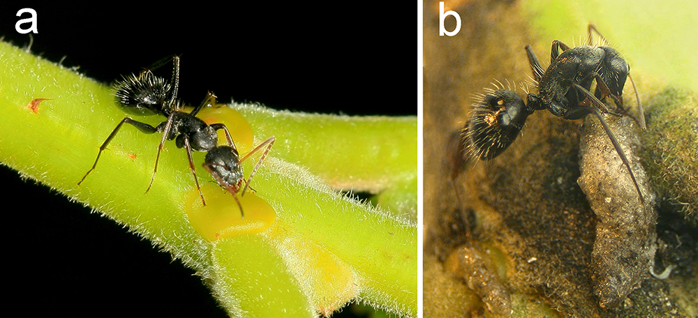 Figure 3. A) An ant feeds on extrafloral nectaries. B) An ant is trapped by the fly larvae. (Images published in Vidal et al 2018, Environmental Entomology)