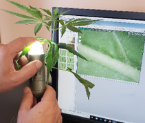 Fig. 2 Research inspecting hemp plants for mites and their associated damage.